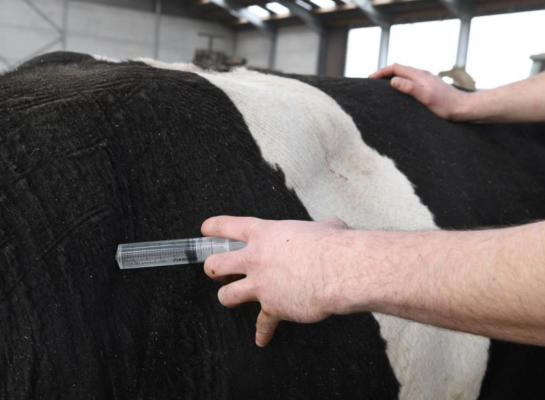 Het percentage zoogkoeienbedrijven dat structureel veel antibiotica gebruikt, ligt op 3,5 procent