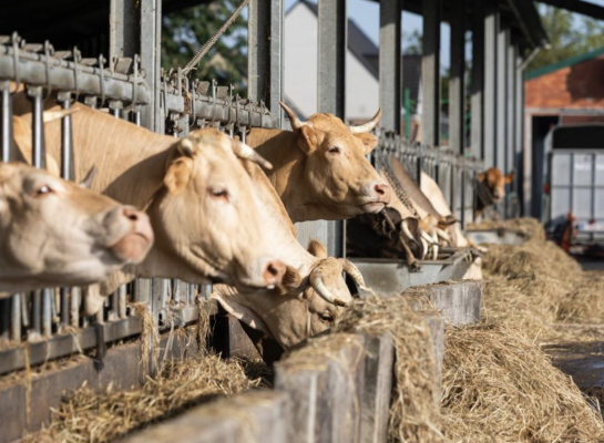 Vlaanderen telde in 2021 in totaal 6.221 runderen in de biologische keten