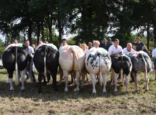 keuring Geel ten aard kampioenen