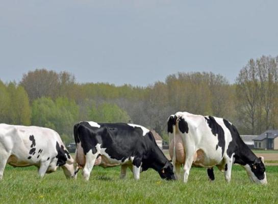 Het aantal Vlaamse melkkoeien nam in 2021 nog toe met bijna 2000 stuks