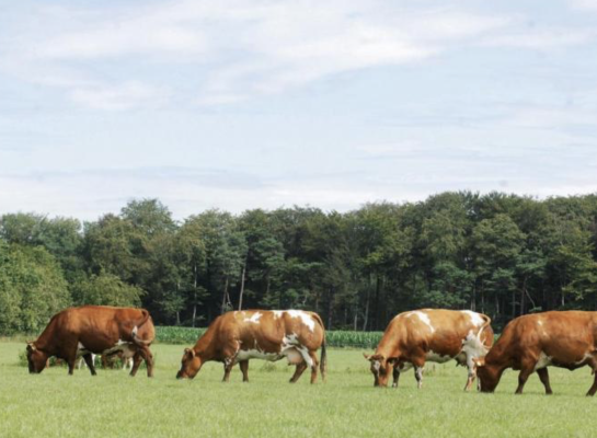 De organen van kalveren zijn minder goed ontwikkeld als hun moeders in de laatste weken van de dracht last hadden van hittestress