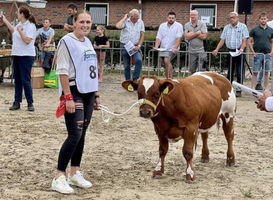 Bij de jonge stieren viel maatschap Te Riele twee keer in de prijzen met de Andyzonen Goldino van Vredenburgh en Gilles van Vredenburgh (foto: Stal Vredenburg)