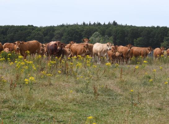 Koeien van vleesrassen beschermen hun kalveren beter tegen wolven dan koeien van melkrassen
