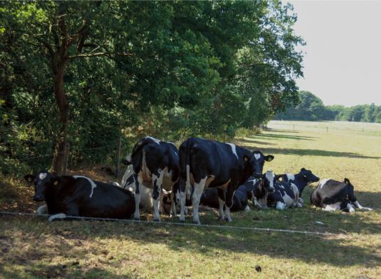 Slechts twee keer deelde de NVWA afgelopen zomer aan rundveehouders een schriftelijke waarschuwing uit voor onvoldoende beschutting tegen de zon