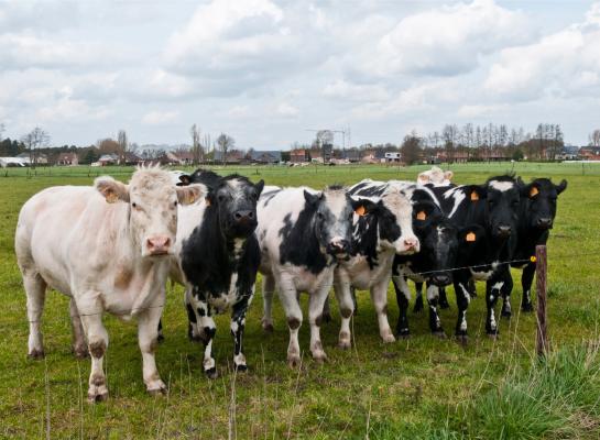 De krimpende veestapel draagt bij aan een hogere productiewaarde van vlees