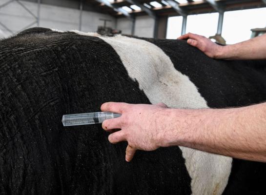 dierenarts behandeling