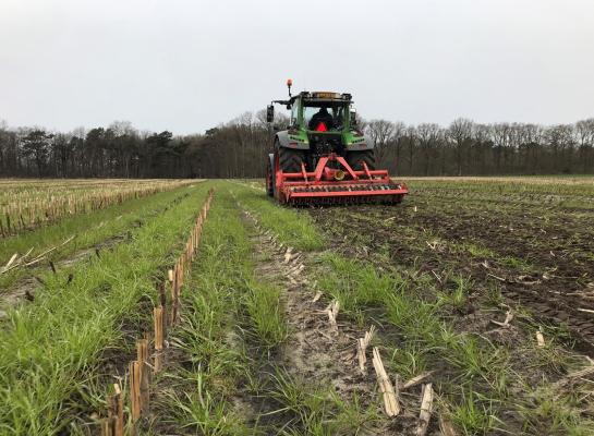 Het tijdig onderwerken van het vanggewas maakt de stikstof op tijd beschikbaar voor de maisteelt