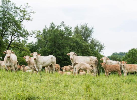 blonde d'aquitaine Frankrijk