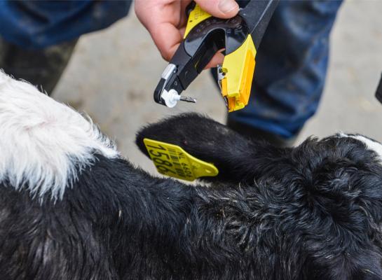 Kalveren die drager zijn van bvd, kunnen vanaf 2024 niet meer overgedragen worden aan kalverhouders