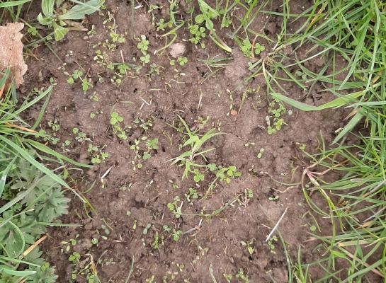 Uit een mestflat van een koe die werd gevoerd met hard klaverzaad groeit een groot aantal nieuwe klaverplantjes (foto: Louis Bolk Instituut)