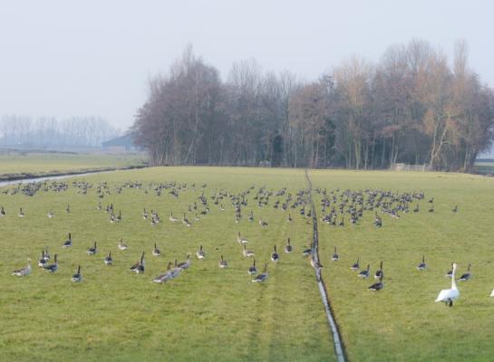 De vergoeding voor ganzenschade aan de eerste snede bedraagt 34 cent per kg droge stof