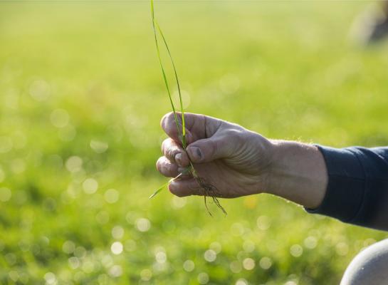 Praktijkervaringen van graslandboeren kunnen de nieuwe generatie veehouders motiveren