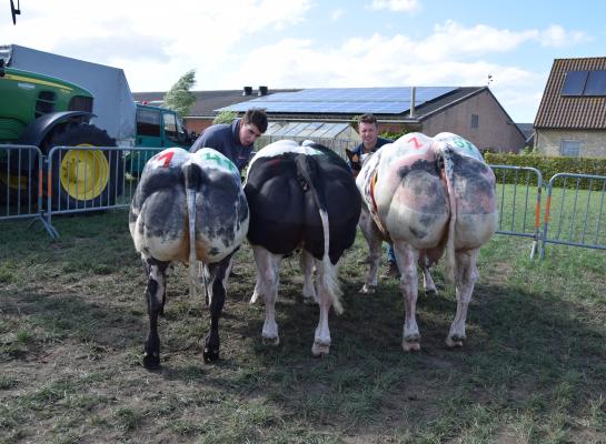 De drie kampioenen van Bwb-fokkerij de Mahoney