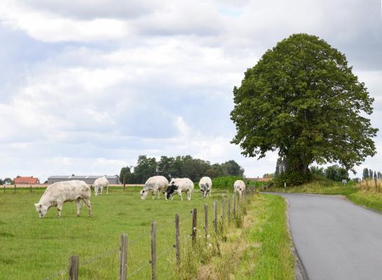 Het aantal runderen daalde afgelopen jaar in België. Tegelijkertijd nam de rundveeproductie toe