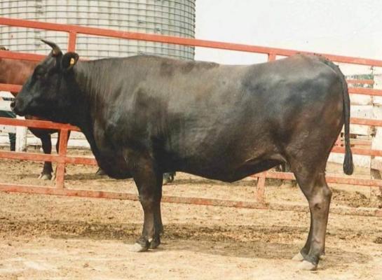 Een eerste veiling met Wagyu in Nederland bracht een aanbod van embryo's, sperma en vee. Prijzen tot 4800 euro waren het resultaat. ​​​​​​​