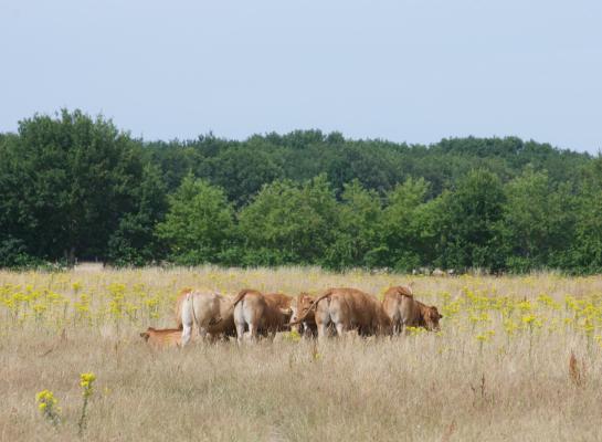 Verstoring van de bodem speelt jakobskruiskruid in de kaart