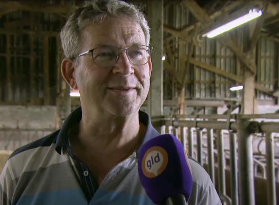 Voormalig melkveehouder Gerard Franken heeft in het Gelders Neede een jongvee-opfokbedrijf. Hij kiest er bewust voor om de jonge dieren zoveel mogelijk weidegang te geven. De eerste dag is dat altijd even spannend maar het gaat eigenlijk altijd goed. Tot pink Susanne vorige week de benen nam en zich drie dagen schuilhield in een maisperceel. (Beeld: Omroep Gelderland)