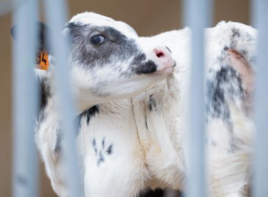 Het gebruik van vleesstieren voor de gebruikskruising is explosief gestegen in Denemarken