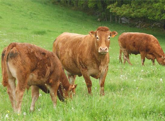 Het aantal biologische runderen in België daalde met 5000