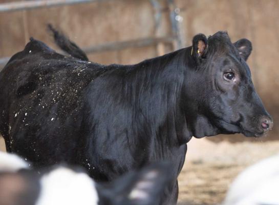 Het gebruik van vleesveestieren op melkkoeien leidde in de Verenigde Staten niet tot meer zware geboorten