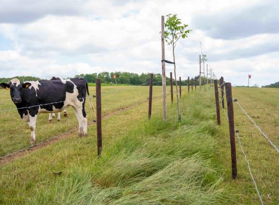 Bomen en struiken op landbouwgrond kunnen  ammoniak afvangen en daarmee de depositie van stikstof op natuur verminderen