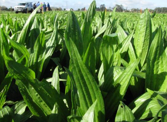 Door selectie van de juiste rassen kunnen de prestaties van kruidenrijk grasland met smalle weegbree kunnen worden verbeterd