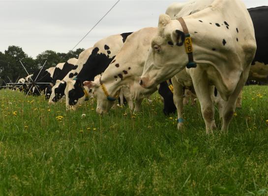 Stripgrazen kan de opname van vers gras verhogen