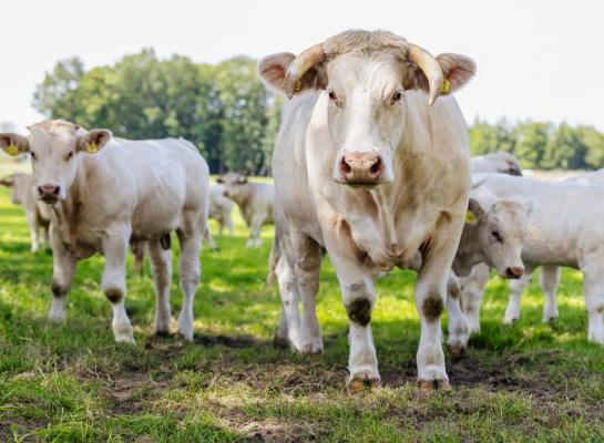 Hans Kranenburg houdt in het Drentse De Groeve 25 charolaisrunderen voor de fokkerij