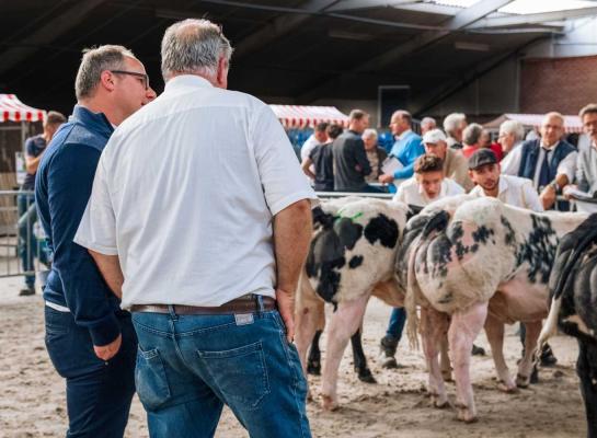 In 2022 waren voor de NVM ruim 400 dieren ingeschreven van acht verschillende rassen