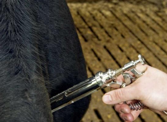 Vaccineren is een van de maatregelen om blauwtong tegen te gaan