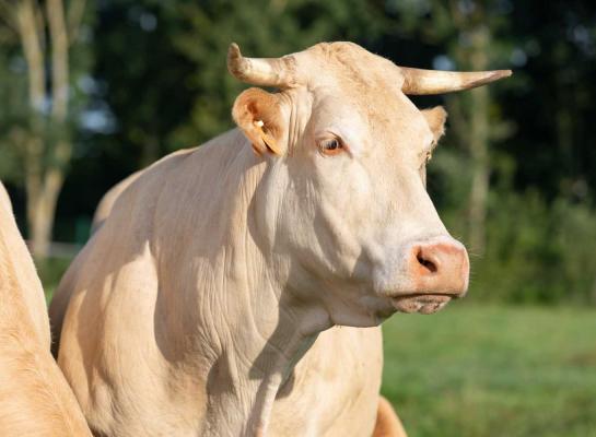 Stieren krijgen een fokwaarde als er minstens vijftien dochters op vijf verschillende bedrijven zijn ingeschreven
