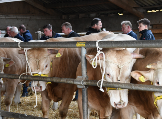De veiling kan zowel fysiek als online gevolgd worden (foto: Theo Janssen)