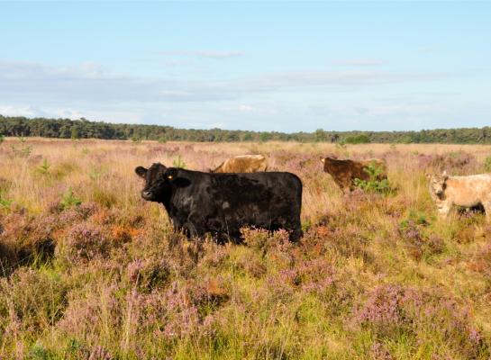Het ene runderras weet zich beter te weren tegen wolven dan het andere