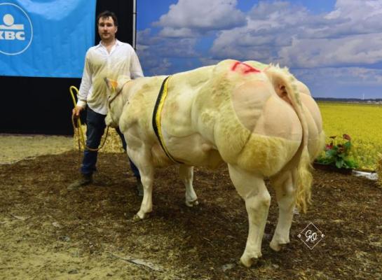 Radio BBCI van de Kerkenhofstede, kampioen jonge vaarzen op Agriflanders in 2023 (foto: Olivia Germeau)