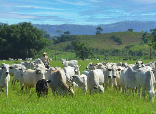 Nelores in Brazilië