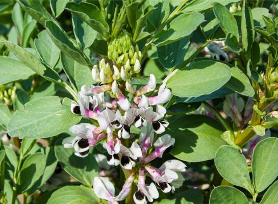 Ondanks de late zaai brachten de winterveldbonen per hectare gemiddeld 4,4 ton op, omgerekend naar 15 procent vocht