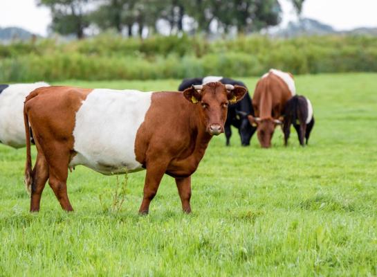 Runderrassen als lakenvelder en verbeterd roodbont komen in aanmerking voor de subsidie