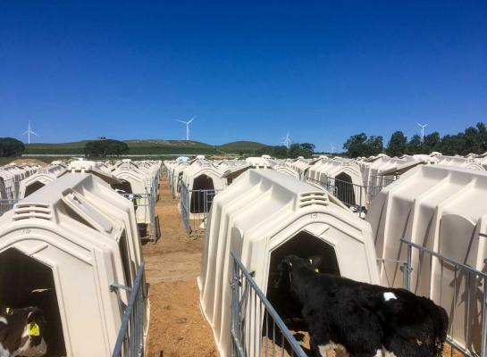 China telt verschillende beursgenoteerde bedrijven met tienduizenden koeien