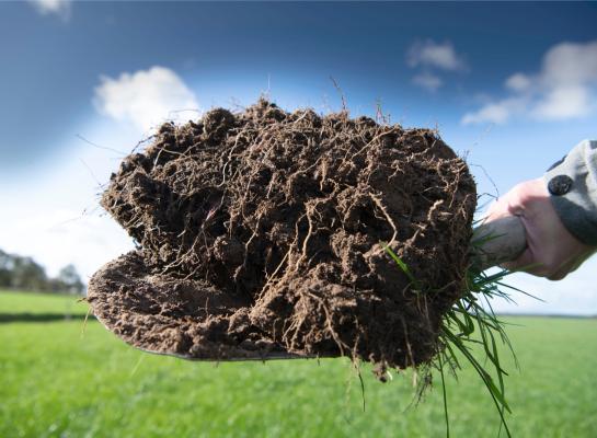 Een langetermijnbeheer gericht op de opbouw van organische stof helpt volgens de onderzoekers niet om stikstofverliezen te verlagen