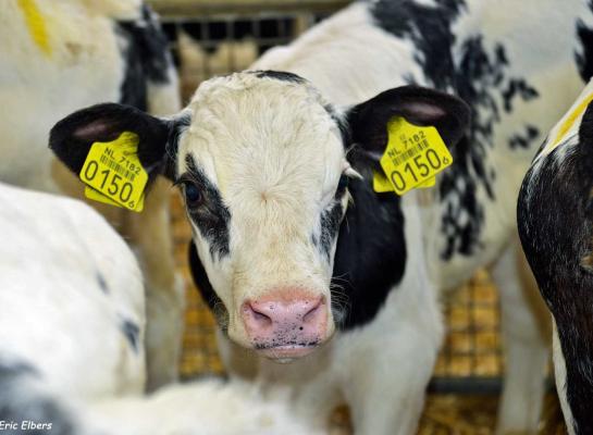 Afgelopen boekjaar kwam 26,8 procent van alle eerste inseminaties op naam van Belgisch-witblauwstieren