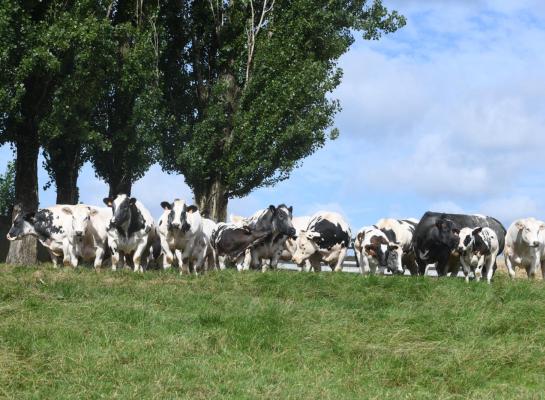 Kalveren houden bij de koe is vanuit de biologie gezien een logisch, zo stelt Bas Rodenburg