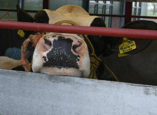 DGZ raadt veehouders aan in gesprek te gaan over veilig transport