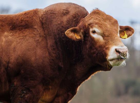 limousin stier