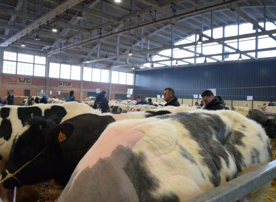 Sfeer jaarmarkt sint-Truiden