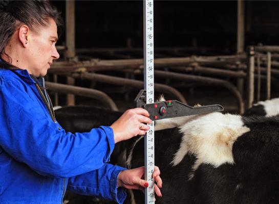 De kalveren die zijn geboren in de periode dat de melkproductie op een bedrijf in een dip zat, houden een ontwikkelingsachterstand