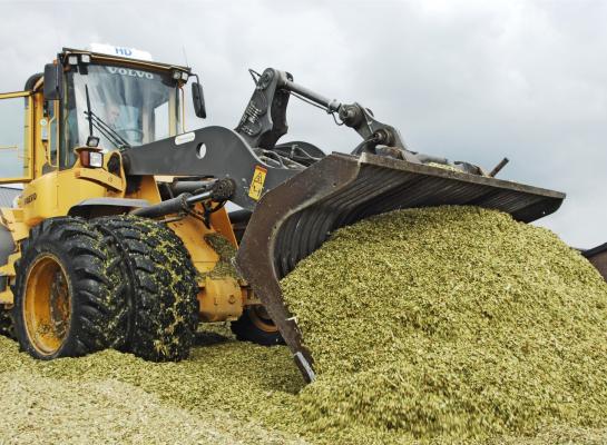 De variatie in voederwaarde van de maiskuilen van 2024 is opvallend groot