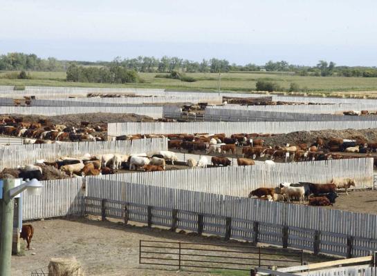 feedlot 