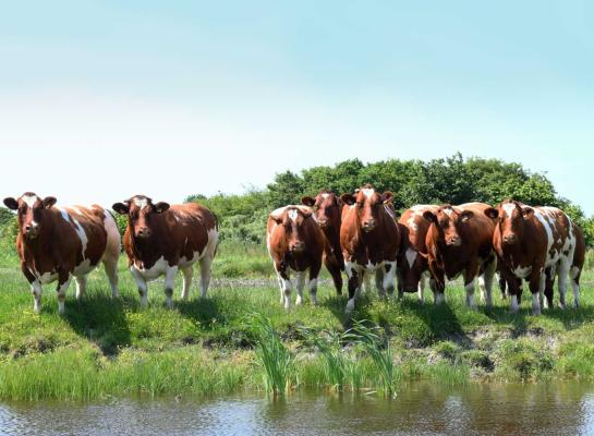 Het aantal Vlaamse runderen is in vijf jaar tijd met bijna 10 procent afgenomen