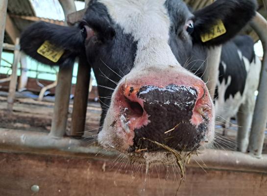 Bedrijven die vorig jaar vaccineerden tegen blauwtong, ondervonden minder schade