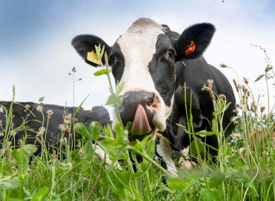 In de begraasde delen was een hogere dekkingsgraad van de kruiden merkbaar